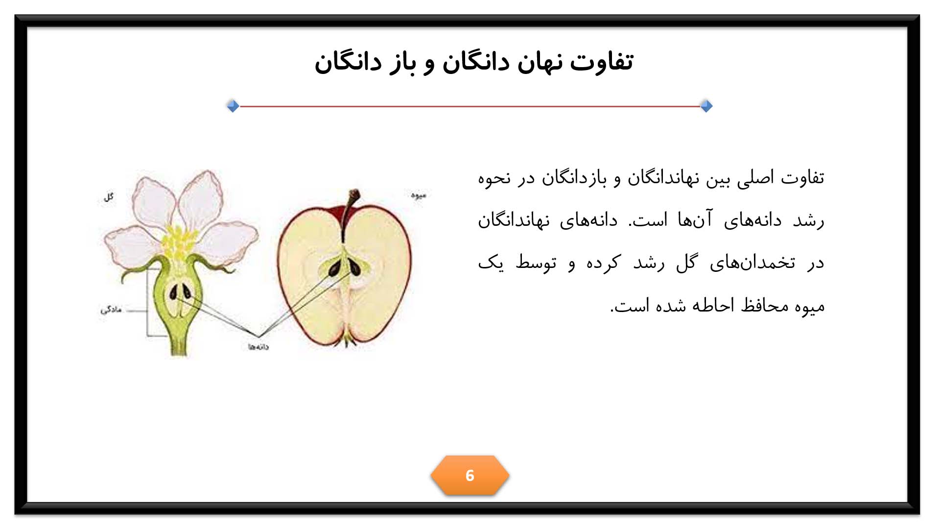 پاورپوینت در مورد تفاوت نهان دانگان و باز دانگان 